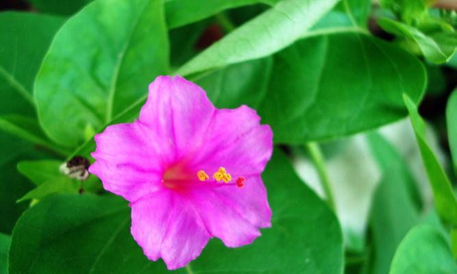 夏日花海邀你一同赏花（适合夏季种植的8种鲜花）