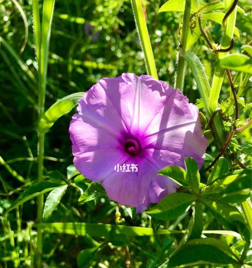 象征光明和黑暗并存的花（探秘那些寓意深刻的植物）