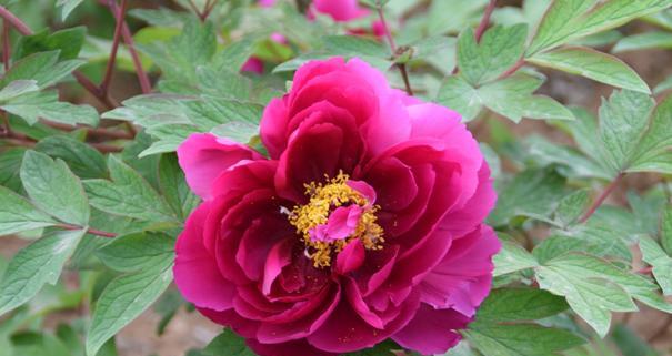 牡丹开花季节探究（春日观花必选之选）