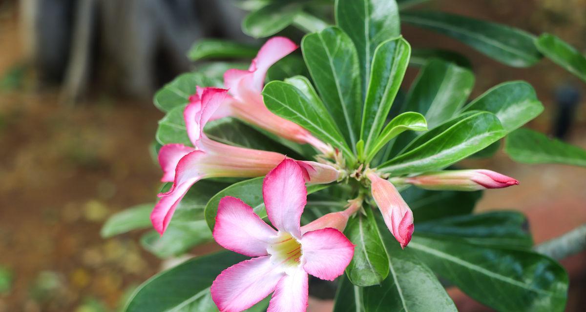 夏日绽放——盛开于夏季的鲜花大盘点