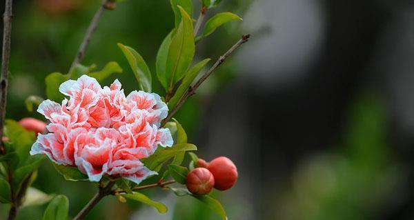 石榴花的文化寓意（探究石榴花的象征意义及历史渊源）