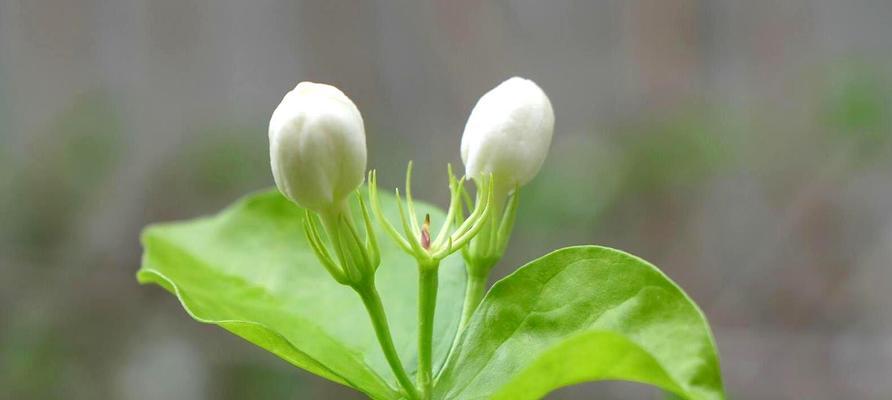 如何养出美丽茉莉花（——养护技巧）