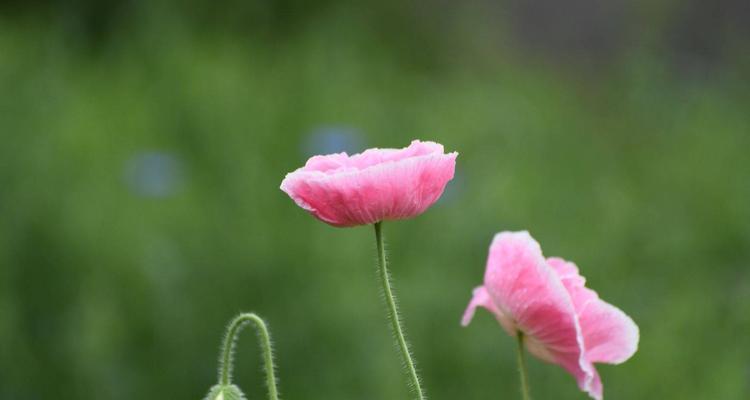 虞美人树的养殖方法及注意事项（轻松掌握虞美人树的养殖技巧，打造美丽庭院）