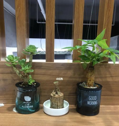 巴西木的生长过程（一株木本植物的发芽、成长与繁衍）