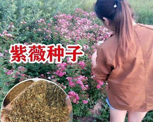 如何种植紫薇种子（从种子到花开，轻松养成紫薇小树）