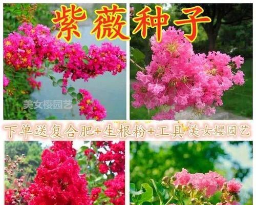 如何种植紫薇种子（从种子到花开，轻松养成紫薇小树）