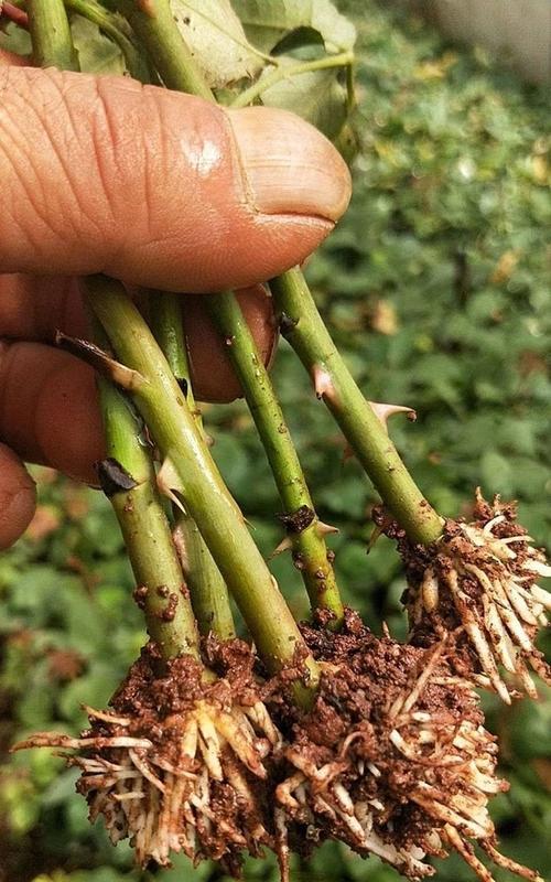 如何种植紫薇种子（从种子到花开，轻松养成紫薇小树）