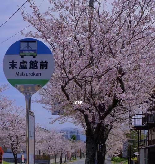 日本樱花与中国樱花的异同（品种、形态、文化意义的比较）