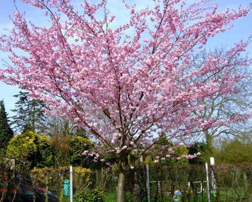 日本樱花与中国樱花的异同（品种、形态、文化意义的比较）