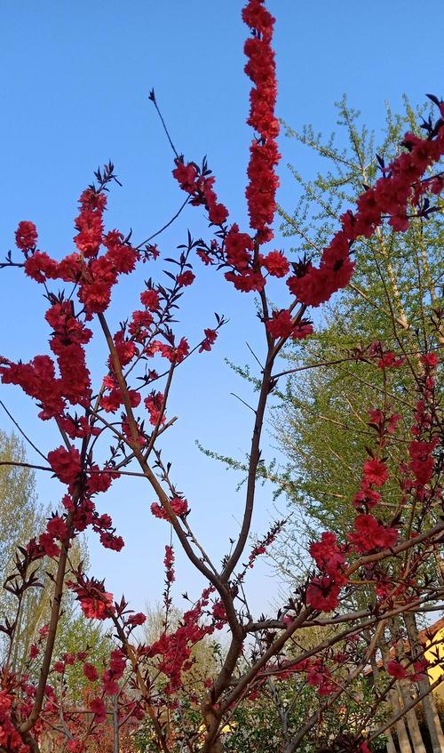 春天的花开（春暖花开，万物复苏）