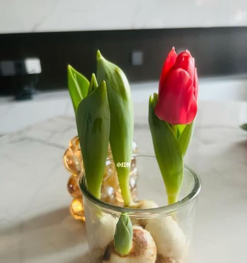水培郁金香——简单易行的种植方式（掌握这一关键，打造美丽花坛）