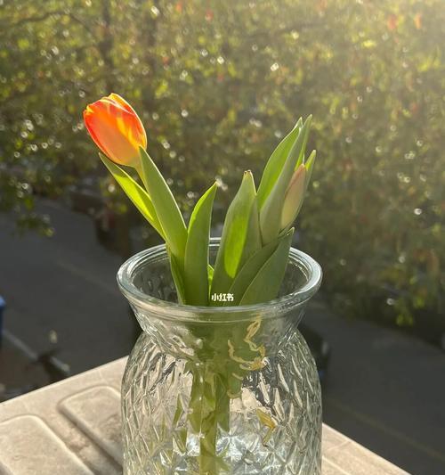 水培郁金香——简单易行的种植方式（掌握这一关键，打造美丽花坛）
