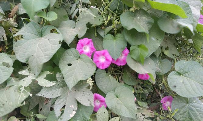 牵牛花的香味（探寻牵牛花芬芳之谜）