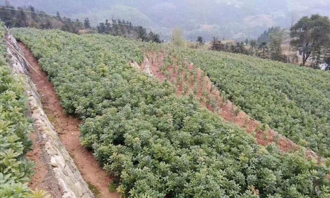 杨梅树的最佳种植时间（为您详解杨梅树的种植时机及注意事项）