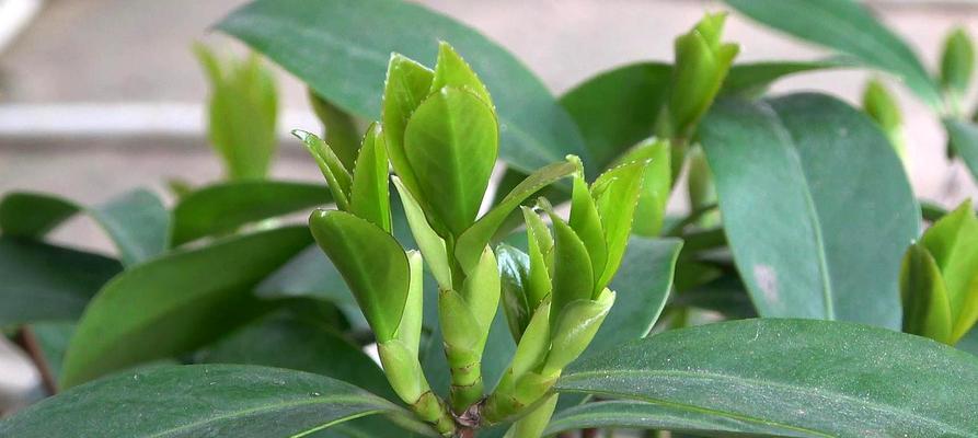 雨季养护，茶花盆栽防护全攻略（茶花盆栽的防雨、防虫、防病全攻略，让你的茶花更加健康）