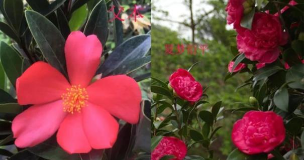 雨季养护，茶花盆栽防护全攻略（茶花盆栽的防雨、防虫、防病全攻略，让你的茶花更加健康）