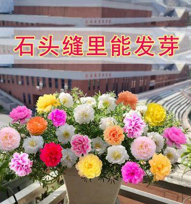 五月花种子种植全攻略（五月盛开，何不播种？五月份适合种什么花种子？）