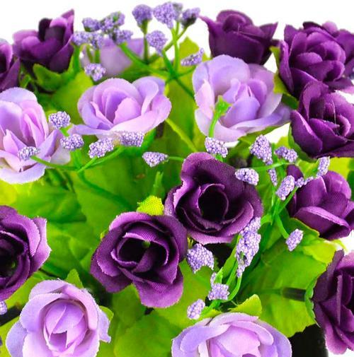 紫色玫瑰的意义（探索紫色玫瑰代表的情感与象征）