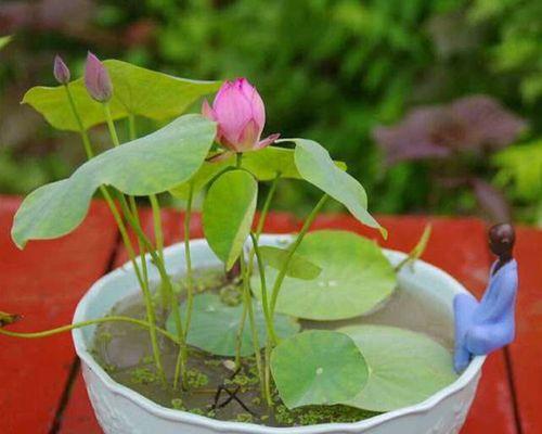 如何成功种植睡莲盆栽？
