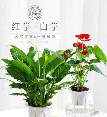 水培一帆风顺——开花技巧大揭秘（水培植物开花的关键是什么？如何合理管理？）