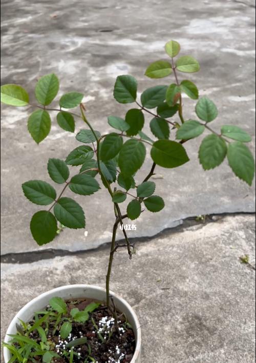 如何养护月季花（打造美丽花园，）