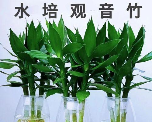 如何正确养护富贵竹（水培技巧与注意事项）