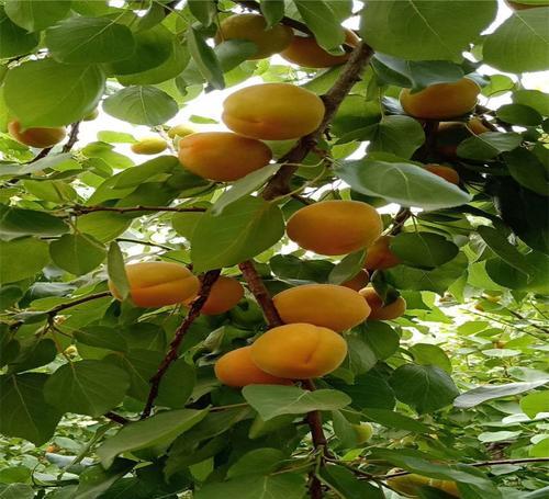 如何种植杏树（杏树种植的步骤及注意事项）