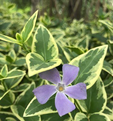 花叶蔓长春黄叶的原因及解决方法（探究花叶蔓长春黄叶的成因与有效的处理方法）