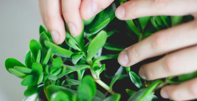 多肉植物叶插繁殖方法（如何利用叶插繁殖多肉植物？-繁殖方法及技巧）