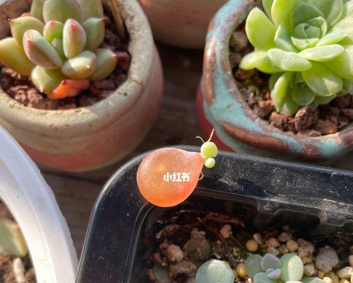 多肉植物叶插繁殖方法（如何利用叶插繁殖多肉植物？-繁殖方法及技巧）