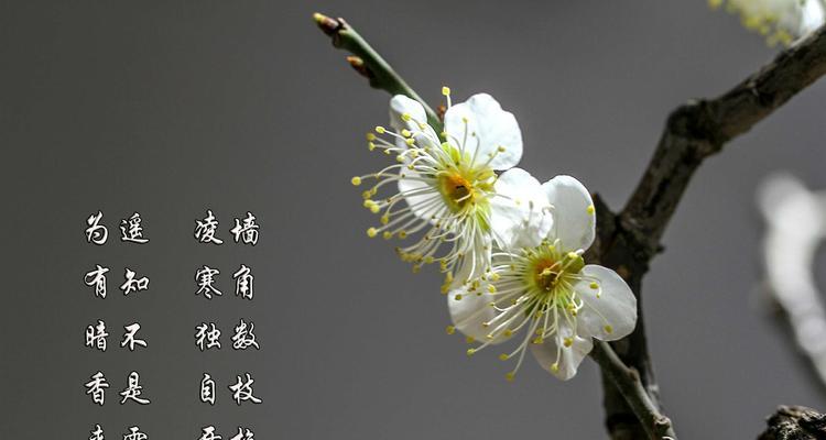 探秘名贵梅花品种（了解名贵梅花的品种和特点，欣赏美丽的梅花）