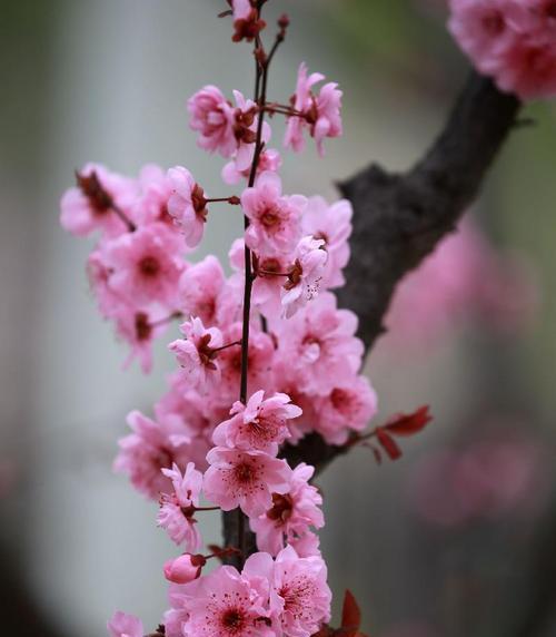 探秘名贵梅花品种（了解名贵梅花的品种和特点，欣赏美丽的梅花）