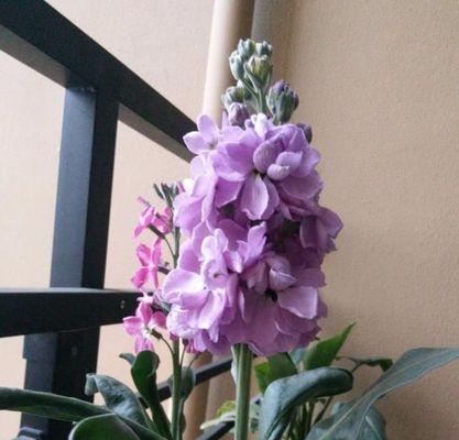 在家里养紫罗兰花的技巧（了解紫罗兰花的品种和需求，让它在你家绽放出美丽）