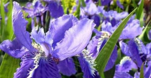 在家里养紫罗兰花的技巧（了解紫罗兰花的品种和需求，让它在你家绽放出美丽）