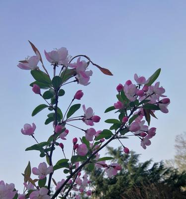 二月花开，春意渐浓（迎接初春，探寻花海奇观）