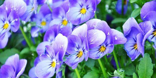 探究蓝色花卉品种的美丽世界（蓝色花卉品种分类与特点）