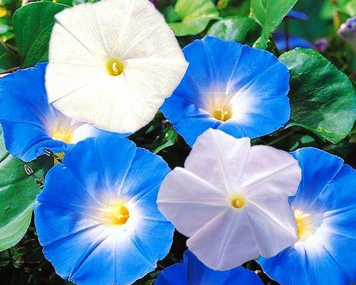 探究蓝色花卉品种的美丽世界（蓝色花卉品种分类与特点）