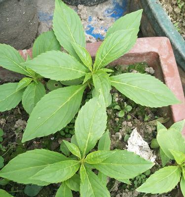 小学生手把手教你种凤仙花（让爱与耐心开出最美的花朵）