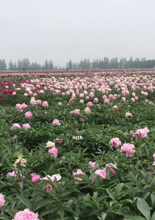 芍药——盛夏繁花背后的故事（赏芍药需要了解的全过程，从花期到品种）