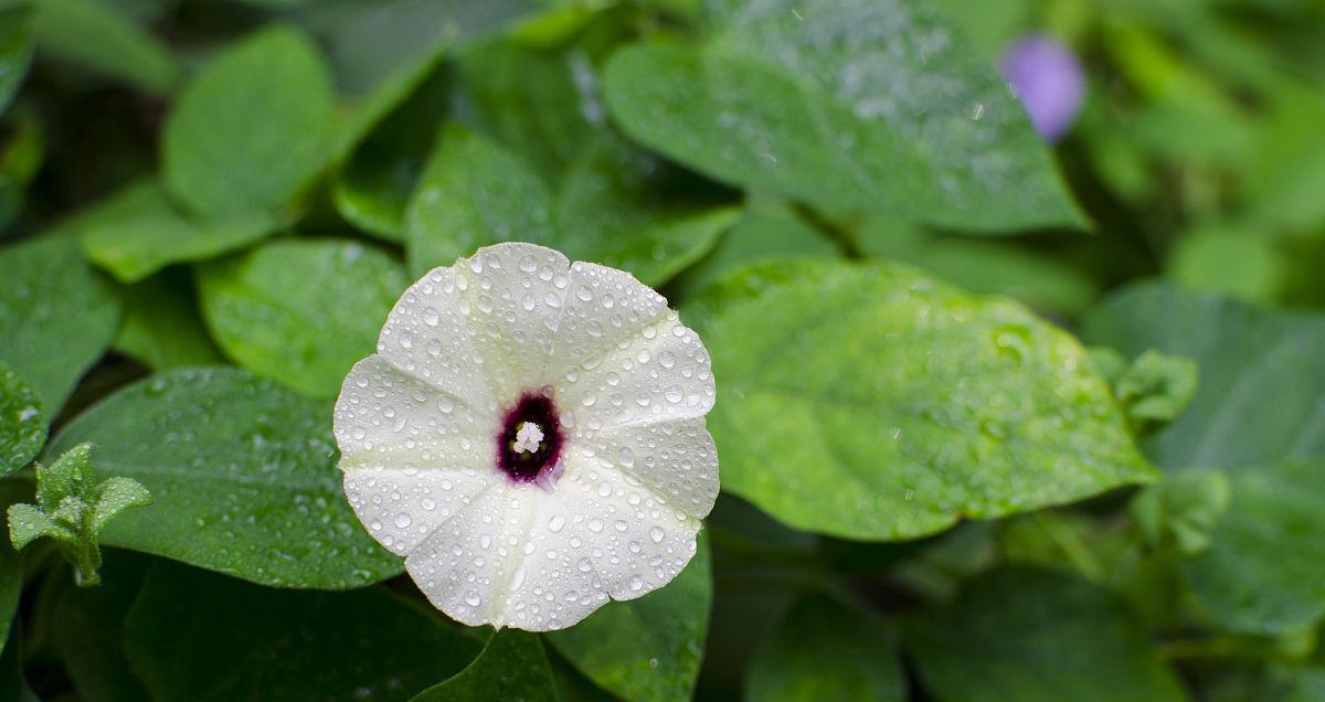 月光花——夜间绽放的美丽（探索月光花的品种、特点与栽培方法）