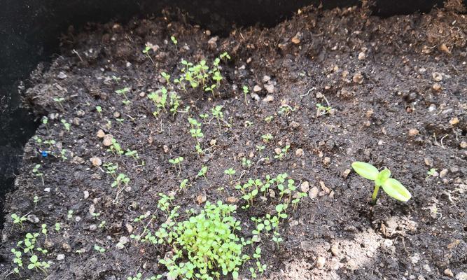 矮牵牛花的种植时间与技巧（秋末冬初，选择适宜的种植时机是关键）