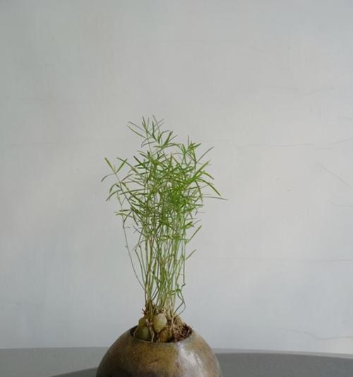 武竹的种植方法（如何种植、养护和繁殖武竹？）