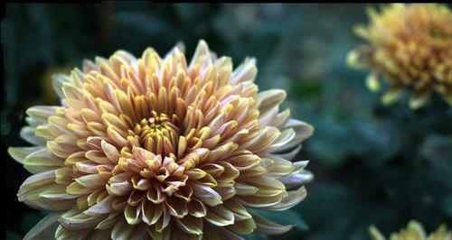 赏菊花的美丽与韵味（探秘菊花的样子、特点及文化底蕴）