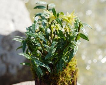 家庭盆栽石斛的种植技巧（打造绿意盎然的家居空间，让石斛做你的好朋友）