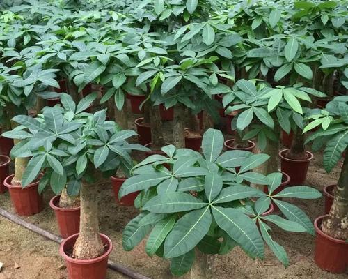 室内植物盆栽的养护全攻略（十款最易养的室内植物，让你的生活更有生气）