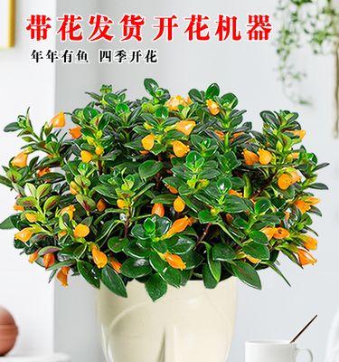 室内植物盆栽的养护全攻略（十款最易养的室内植物，让你的生活更有生气）