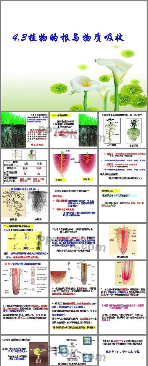植物根的结构与功能（探寻植物根的秘密——从根发现植物世界的奥妙）