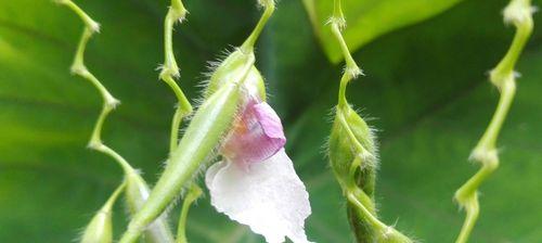 水竹芋的种植和养护方法（水竹芋，一种美丽的室内观叶植物）