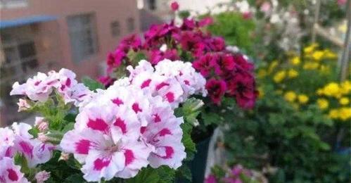 四季花开，年年不同（揭秘一年四季开什么花）