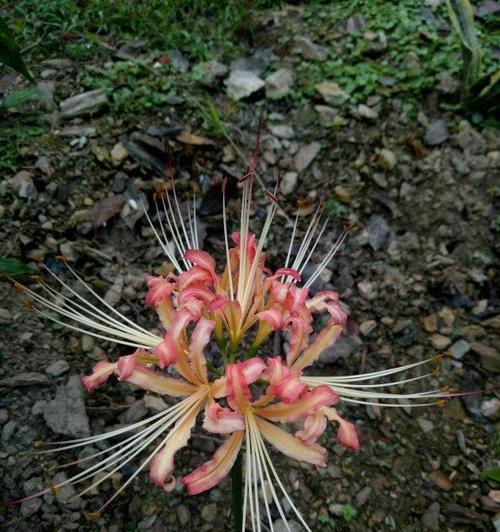 石蒜科花卉——美丽与毒性并存（探秘石蒜科花卉的特点、分类及毒性，了解常见的品种和栽培技巧）